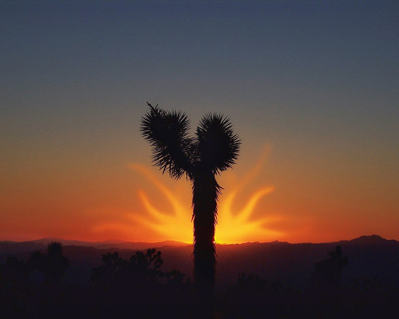 Mojave Sun